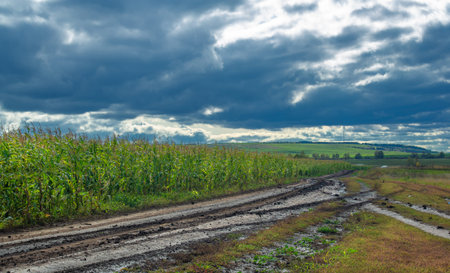 Corn a North American cereal plant that yields large grains, or kernels, set in rows on a cob. Its...