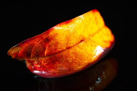 The bright red leaf captures the essence of autumn. The contrast of colors creates a visually...