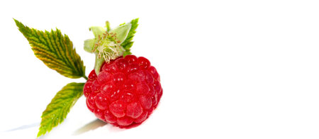 Raspberry. It's time to rejoice - it's finally raspberry season. There is something magical about this little gem; there is only a short window to get a fine tasting basket.の写真素材