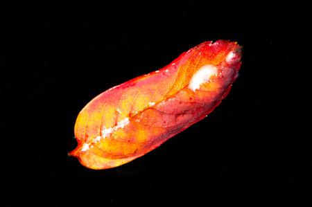 rowan leaf Stunning photograph of autumn foliage. Contrast of bright red leaves against a dark...