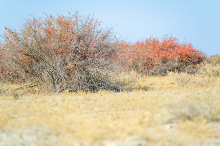 Autumn, Steppe. Prairies. Barberry, A sea of red barberry bushes sway gracefully on the vast prairie, symbolizing the beauty and resilience of nature's tapestry.の写真素材