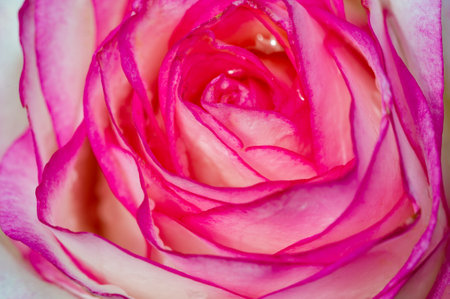 Shallow depth of field. Vitality fills the entire bouquet, fully opening into a large flower with a high center, ruffled petals, and an intoxicating scent of lavender.の写真素材