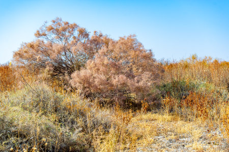 Autumn, Steppe. Prairies. Discover the charm of dry grassy fields that decorate the rugged terrain of the Steppe, creating harmony between earth and sky. Let this charming corner of nature inspire youの写真素材