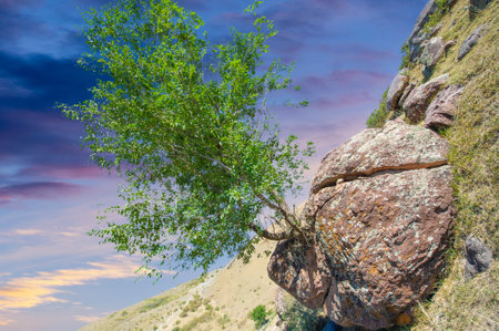 This mighty tree, defying all odds, has settled on a solid, barren rock! Who said nature doesn't have magic up its sleeves?の写真素材