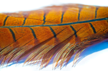 Experience the awe-inspiring beauty of pheasant feathers. The vibrant hues and intricate patterns create a mesmerizing spectacle. The vibrant hues and intricate patterns create a mesmerizing spectacle.の写真素材