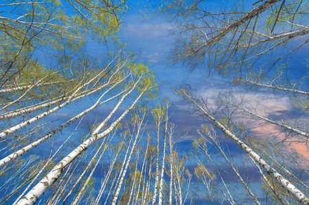 Photos of birch forest in early spring. Top view of the trees against the blue sky. Nature photos...