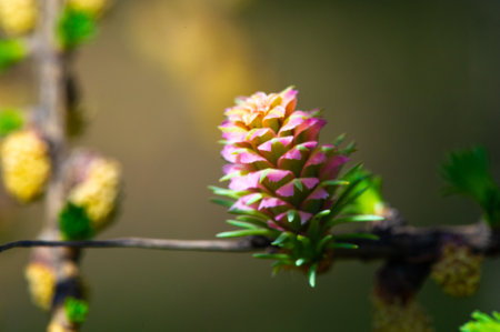 A rare and beautiful view of bright pink larch cones in spring. Get in touch with nature and appreciate the beauty of blooming pine trees. Witness this natural phenomenon up closeの写真素材