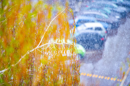 The birches are now covered with a blanket of snow. This is the first sign of winter. The beauty of nature is visible in the gentle combination of snow and foliage.の写真素材