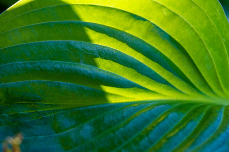 Enjoy the beauty of nature through the bright green leaves of the hosta. Radiate life and freshness into your space with these pieces of art from nature. Find a love for natureの写真素材