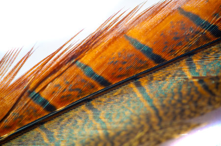 Celebrate the enchanting colors of fall with this stunning pheasant feather! Its warm, earthy tones...