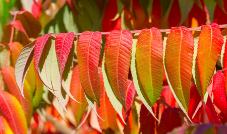 Autumn leaves on the branches of trees. When everything looks like a magical oil painting, you know it's autumn!の写真素材
