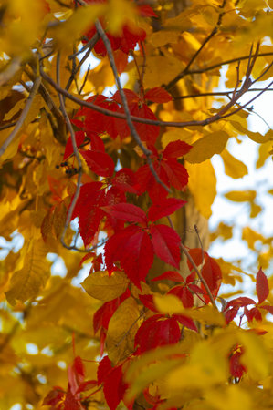 Autumn leaves on the branches of trees. No spring and summer beauty has such grace as I saw in one...