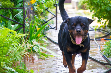 Find the gentle giant! This Rottweiler is the perfect combination of cute and caring. Who wouldn't...