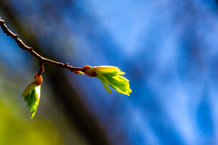 Beautiful tree in early spring Waiting for the buds to open Symbol of new beginnings and growthの写真素材