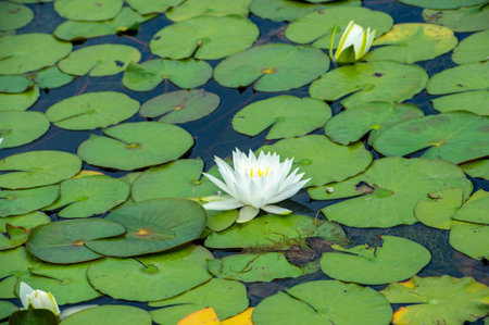 Lotus. Nelumbo. Nature's Watercolor Palette Immerse yourself in the mesmerizing beauty of these vibrant water lilies, transforming a quiet pond into a living masterpiece. Miracles of the Water Lilyの写真素材