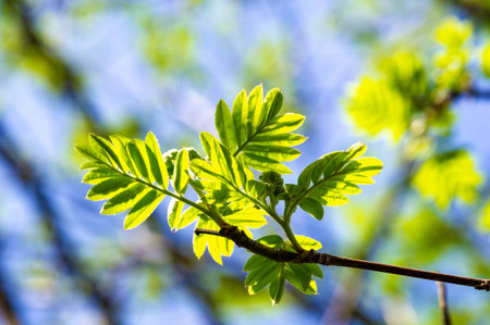 A fresh and bright sprout appearing in nature. Symbolizes renewal. growth. and new beginnings. Represents hope.resilience.and the promise of a new season.の写真素材
