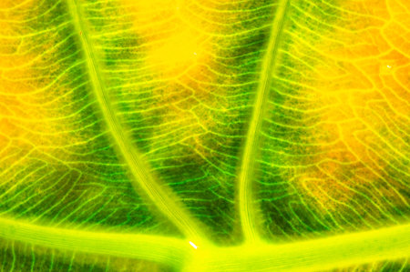 Aged tropical leaves add a vintage touch to the interior. Ideal for adding a pop of color to any...