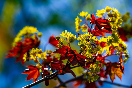 Acer Rubrum, One of the most common deciduous trees in North America. Also known as swamp maple or...