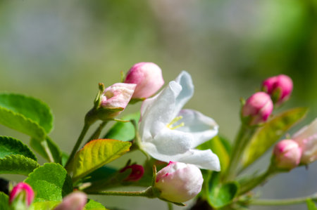 Capture the beauty of nature up close with stunning pink hues. Showcase the intricate details of a delicate blossom. Experience the mesmerizing power of flowers.の写真素材