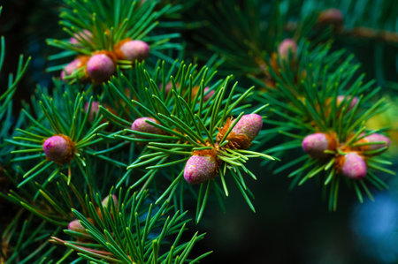 Capture the beauty of spring with a close-up of pink pine cones. Feel the harmonious energy of the art of nature. Bring a touch of calm and renewal to your space with these stunning images.の写真素材