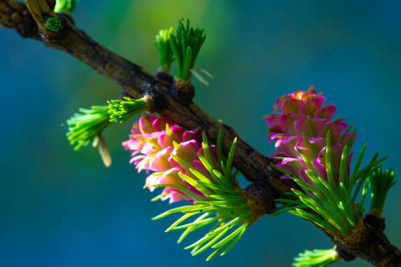 Enjoy the breathtaking beauty of nature with pine trees in bloom. Witness the unique appearance of bright pink larch cones in spring. Appreciate the miracle of nature - flowering pine trees.の写真素材