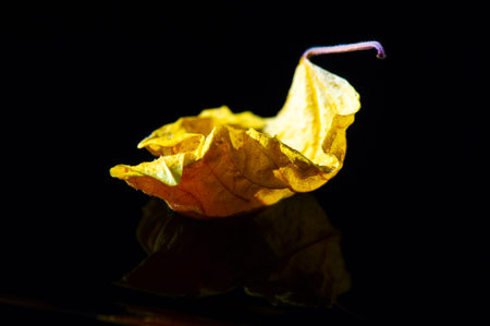 High quality dried leaves. Ideal for brewing tea or adding to recipes. Rich in antioxidants and...