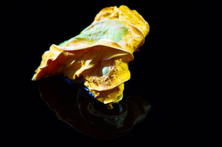 Stunning contrast between the bright yellow hibiscus leaf and the black background. Ideal for creating unique and eye-catching designs or works of art. Adds a touch of eleganceの写真素材