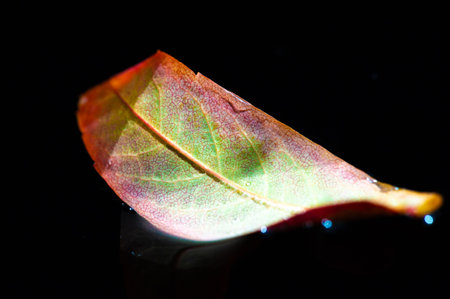 An image of a bright red rowan leaf in autumn. The contrast with the dark black background creates a striking visual effect.の写真素材