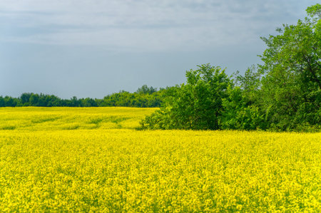 The yellow field means the abundance of rapeseed as a crop. Rapeseed is the main source of vegetable...