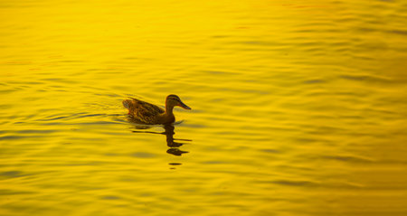 Relax as you watch the serene scene of ducks swimming in the river. Watch the setting sun create a beautiful backdrop for tranquility. Enjoy a relaxing moment surrounded by the beauty of nature.の写真素材