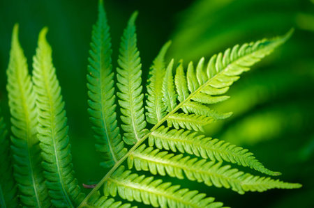 Experience the beauty and vibrancy of nature with fern leaves. Nature is art. Celebrate her beauty...