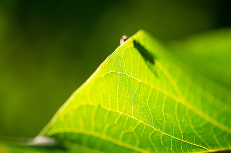 green walnut leaf symbol of youth and growth Represents fertility and abundance. Used in traditional...