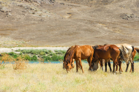 Enjoy the beauty of wild horses in their natural habitat. Witness the harmonious relationship between nature and wildlife. Explore the unique ecosystem of the river delta in the steppe.の写真素材