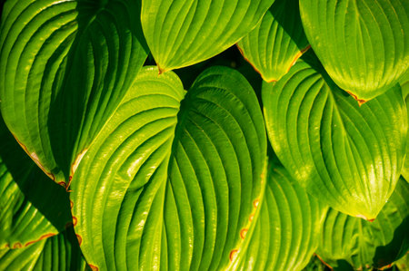 These lush hosta leaves are like a charming choir, bringing life and vibrancy to any garden.