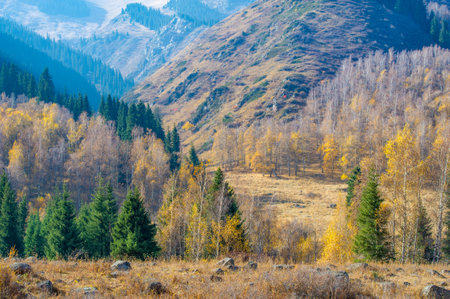Experience the beauty of autumn in a majestic mountain forest. Take a walk among the golden firs and immerse yourself in the colorful canvas of nature.の写真素材
