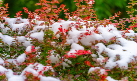 The first snow fell on autumn leaves. With the first autumn colds, life will begin anewの写真素材