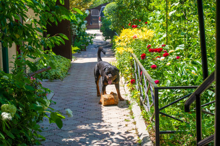 The Rottweiler demonstrates loyalty and camaraderie. Illustrates the essence of true friendship. Demonstrates the power of unconditional loveの写真素材