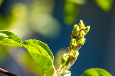 The genus includes about 20 species of shrubs and small trees Also known as shadbush. Deciduous...