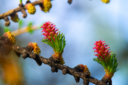 A bright pink larch cone stands out against the background of a green pine branch. It adds bright colors to a dull spring landscape. The beauty of nature is shown in this simple yet stunningの写真素材