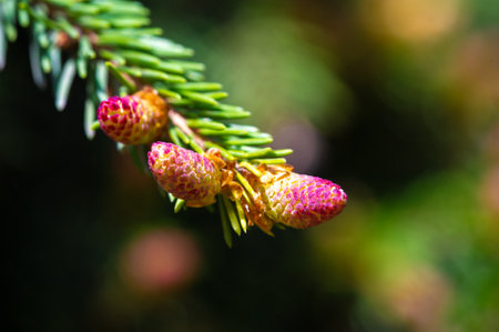 Pink pine cones add a touch of natural beauty to any space. Perfect for adding a spring feel to your home decor or events. A unique way to celebrate the beauty of nature during the spring season.の写真素材