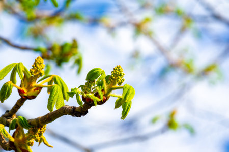 Tender unopened chestnut buds. Symbolizes the promise of renewal and transformation. A reminder that beauty can be found even in the early stages of development.の写真素材