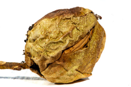 Walnut.の写真素材