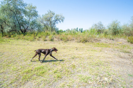 The hunting dog is trained to look for game in the steppe trees. She uses her keen sense of smell...
