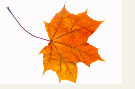 Stunning close-up shots of vibrant autumn maple leaves. Brings out the intricate details and vibrant colors of the leaves. Ideal for nature photography enthusiasts or fall-themed projects.の写真素材