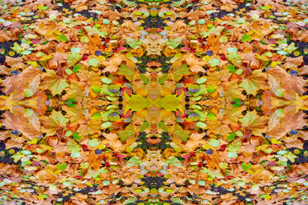 seamless texture Autumn photography, leaves in the fall, At this time of the year the trees seem to come to life, breaking from orange, red and copperの写真素材