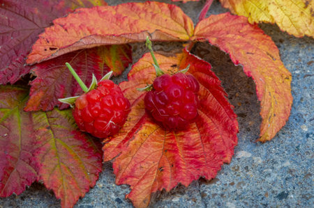 Raspberry is juicy and perfect for your most fruity mood. Give some joy to your table. Surprisingly...