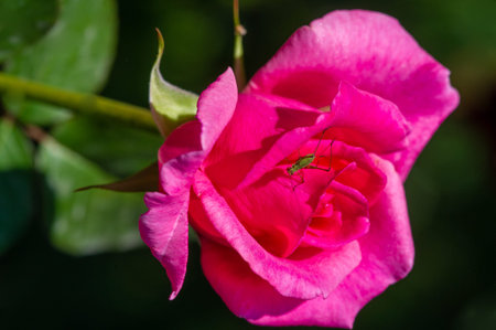 Shallow depth of field. Vitality fills the entire bouquet, fully opening into a large flower with a high center, ruffled petals.の写真素材