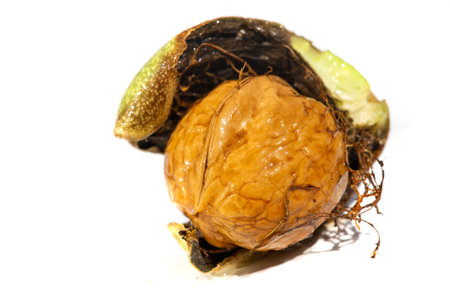 Walnut. Walnut is a stimulant, but too much caffeine is a depressant.
