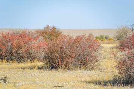 nature and wildlife flourish. Discover the beauty of fall against the backdrop of the endless prairie. Experience the resilience of barberry bushes in the middle of a barren landscape.の写真素材