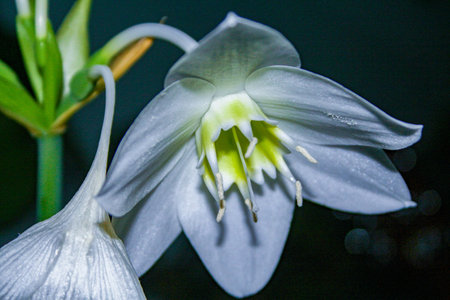 Eucharis is a plant species native to Central and South America. It grows in the shaded lower tiers...